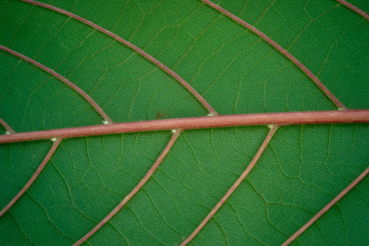 The Kratom King kratom vein photo