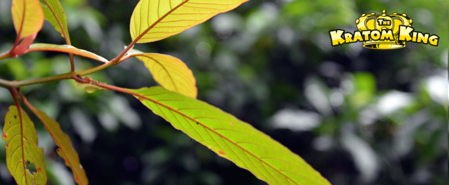 The Kratom King photo of kratom tree